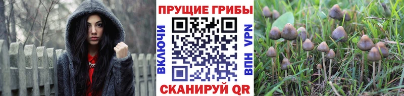 дарнет шоп  гидра ссылки  Псилоцибиновые грибы прущие грибы  Теберда 